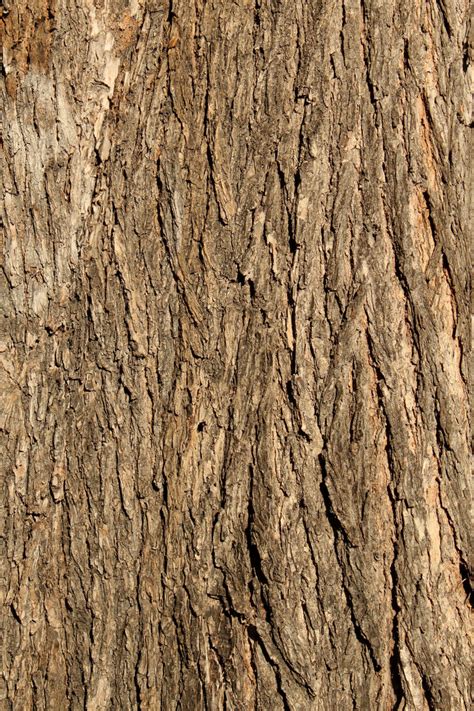 bark texture   agf  deviantart