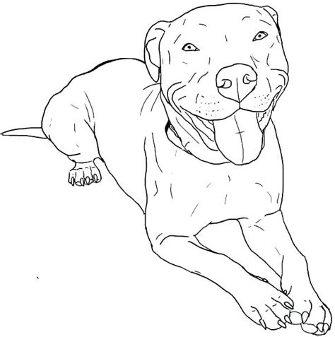 pitbull face coloring page coloring bulldog pages pitbull dog outline