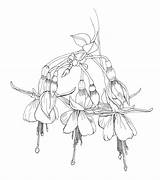 Flower Drawings Coloring Botanical Fushia Drawing Line Pencil Adult Pages Wordpress Flowers Simple sketch template