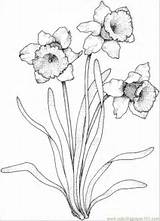 Coloring Narcissus Daffodils Daffodil Flowers Pages Printable Select Category Drawing Paperwhite Flower Narzissen Gladiolus Color Draw Drawings Supercoloring Line Cartoons sketch template