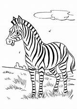 Colorir Zebra Animais Cebra Zèbre Zebre Momjunction Safári Dibujosonline Kids Confira Aqui Categorias sketch template
