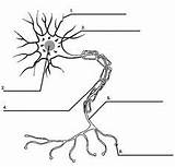 Neuron Nerve Labeling Nervioso Nervous Neurons Printable Unlabeled Quizlet Labels Axon Hojas Ciencia Preescolar Biologia Anatomía Sexto Profesor Neuronas Humana sketch template