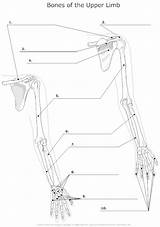 Anatomy Unlabeled Bones Arm Diagram Skeleton Bone Upper Limb Human Worksheet Physiology Coloring Hand Skeletal Smartdraw System Heart Appendages Nursing sketch template