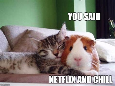 Netflix And Chill Memes Popsugar Australia Tech