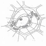 Vegetal Celula Cytoskeleton sketch template