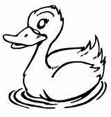 Duck Coloring Cartoon Pages Ducks Drawing Wallpaper Colour Birds Cute Animal Swimming Printables Preschool Seo Tags Colours sketch template
