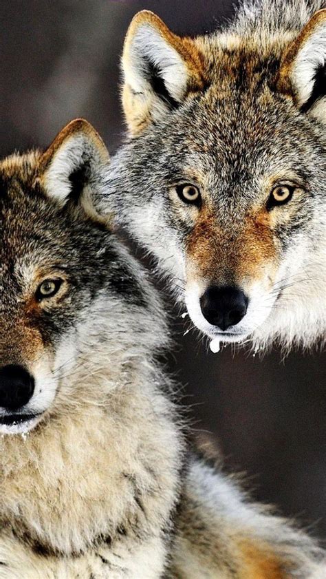 pin by jean reeves on wolfs wolf conservation center
