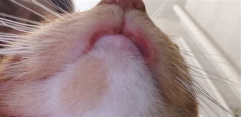 Rodent Ulcer Cat Treatment Cost Sounds Better Vlog Art Gallery