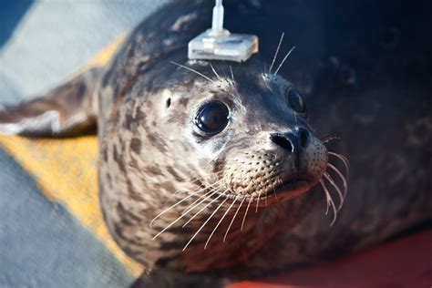 wild tracking rescued harbor seal pups return   ocean