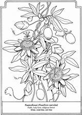 Coloring Dover Publications Pages Book Flower Passionflower Flowers Para Doverpublications Passion Passiflora Language Colorir Flor Desenhos Flores Welcome Zentangle Drawing sketch template