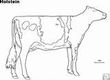 Coloring Pages Cattle Cow Beef Holstein Angus Bull Template Jeff sketch template