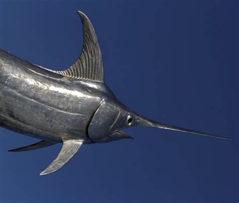 swordfish facts information guide american oceans