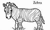 Zebra Coloring Pages Zebras Color Template Printable Kids Outline Drawing Clipart Animal Print Templates Cartoon Head Clip Cliparts Baby Colouring sketch template