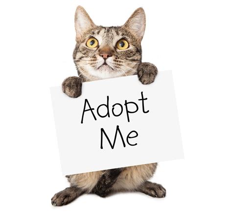 siberian cat adoption deals shop save  jlcatjgobmx