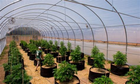 future  cannabis greenhouse growing terpenes  testing magazine