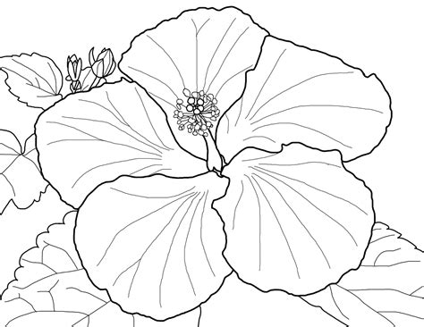 hibiscus flower coloring page flower coloring pages printable flower