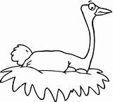 Ostrich Coloring Pages Nesting Preschool Click Categories Kids sketch template