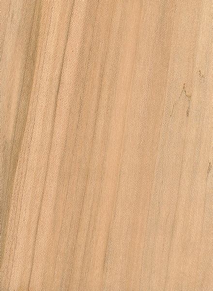 silver maple  wood  lumber identification hardwood