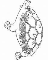 Coloring Tortoise Pages Animated Coloringpages1001 Turtles Tortoises Gifs sketch template