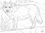 Coloring Wolf Pages Printable Realistic Grey Adults Gray Print Color Animals Mexican Drawing Adult Sheets Colouring Drawings Supercoloring Wolves Forest sketch template