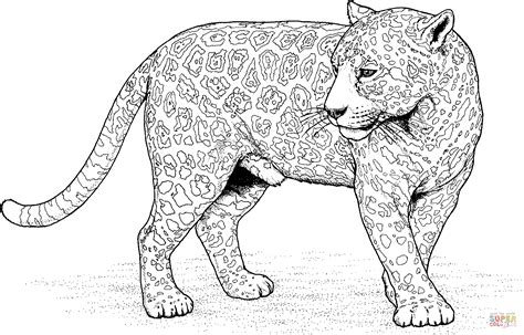 jaguar kleurplaat google zoeken cat coloring page animal coloring