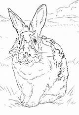 Coloring Kaninchen Ausmalbild Lapin Hasen Dibujos Naturel Environnement Grassland Bianco Disegni Weisses Ausdrucken Conejo Coniglio Imprimé Silhouette sketch template