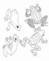 Frogs Coloring Umbrella Mural Reversed Janbrett sketch template