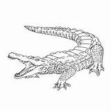 Coloring Crocodile Pages Caiman Snouted Broad Printable Top Toddler sketch template