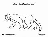 Coloring Cougar Pages Lion Mountain Printable Color Getcolorings Getdrawings Exploringnature sketch template
