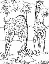 Savane Girafes Imprimer Girafe sketch template