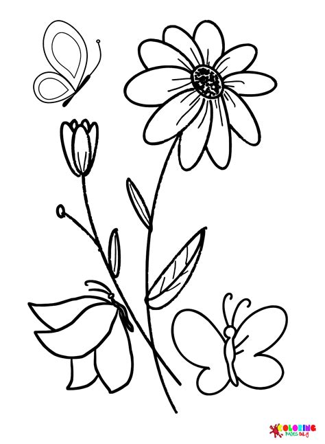 daisy flower coloring page  printable coloring pages