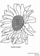 Coloring Sunflower Flower Pages Library Clipart sketch template