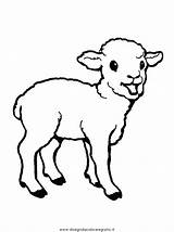 Schafe Pecorelle Pecora Malvorlage Gratis Pecore sketch template