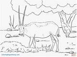 Oryx Coloring Arabian Pages Wildebeest Printable Colouring Realistic Gemsbok Cartoon Sheets Kids Antelope Template Animal Horse Qatar Pronghorn Drawing Getcolorings sketch template