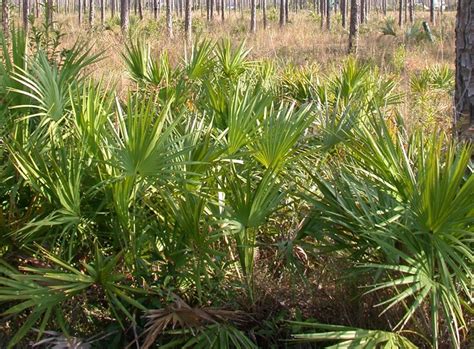 palmetto serenoa repens plants kew