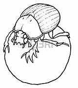 Dung Beetle Coloring Designlooter Sacer Scarabaeus Ball Illustration Vector 450px 57kb sketch template