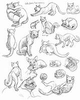Cat Poses Drawing Warrior Sketch Reference Gesture Drawings Cats Draw Animal Sketches Week Schoolism Pose Anatomy Cartoon Animals Furry Figure sketch template