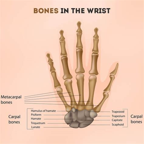 bones   wrist   human  structure  labeled diagram