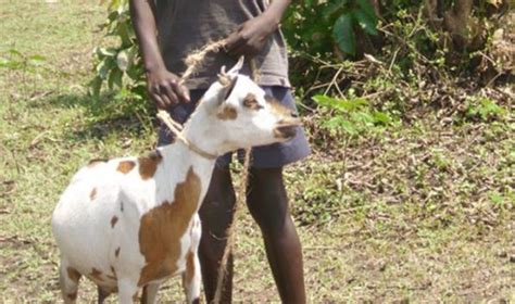 Migori Man Caught With Neighbour’s Goat Claims Sex With