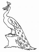 Peacock Coloring Pages Kids Peacocks Printable Outline Drawing Color Colour Without Bestcoloringpagesforkids Print Clipart Animals Getdrawings Sheets Beautiful Birds Popular sketch template