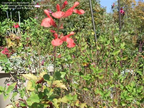 Plantfiles Pictures Salvia Autumn Sage Scarlet Spires