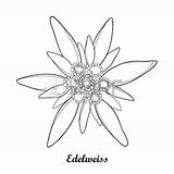 Edelweiss Getdrawings Drawing sketch template