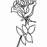 Cherokee Rose Drawing Getdrawings Georgia sketch template