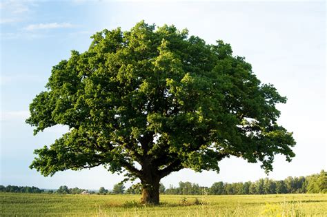 amazing facts  oak trees livemore yha