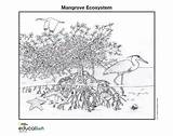 Ecosystem Geographic Mangrove Marine Ecosystems Wetlands Colorear Colouring Wetland Ecosistema Nationalgeographic Manglar Illustrations sketch template