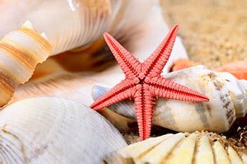 real starfish starfish technologies