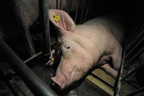 biden administrations legal attack  farm animal welfare