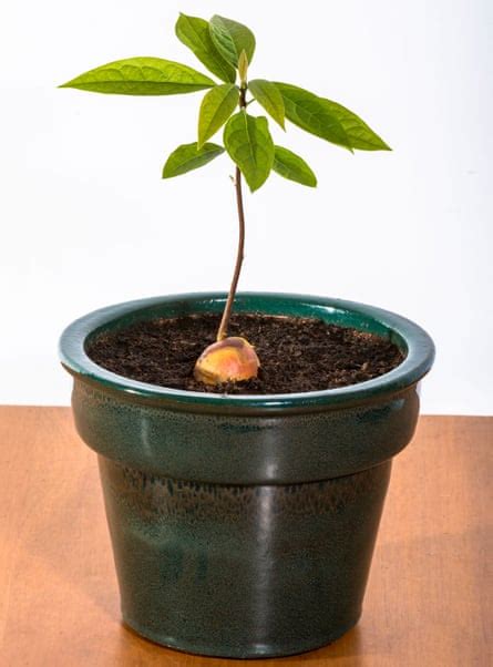 Its Back To The 70s With Avocado Plants Gardening Advice The Guardian