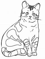 Colorear Gato Gatito Shorthair Cats Preciosas Pintando Diviértete álbum Escolher Chachipedia Paisagem Pintarcolorear sketch template
