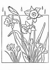 Pages Spring Flowers Coloring Coloringpagesonly Color sketch template